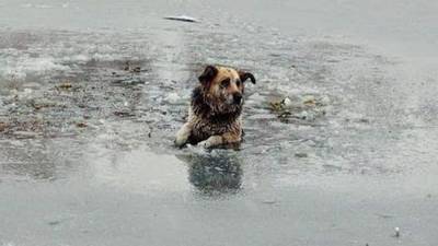 В Киеве мужчина хотел спасти песика, но сам оказался посреди ледяного озера в беде