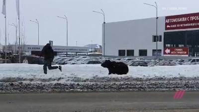 В России медведь посреди города гонялся за прохожими: жуткое видео