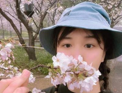 Фото дня: в Японии сакура установила рекорд раннего цветения