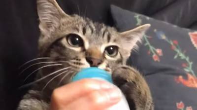 Вкусно! Котик поел из бутылочки и умилил сеть своей трапезой (Видео)