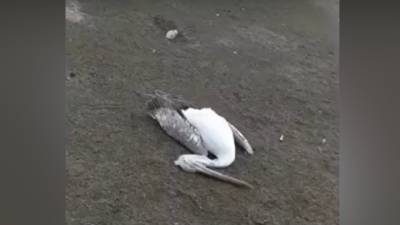 В Дагестане снова массово гибнут птицы