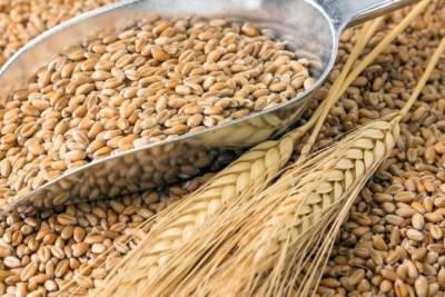 Регион занимает первое место в ПФО по обеспеченности семенами яровых зерновых и зернобобовых культур