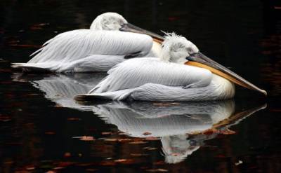 Около 40 мертвых краснокнижных пеликанов обнаружили экологи в Дагестане