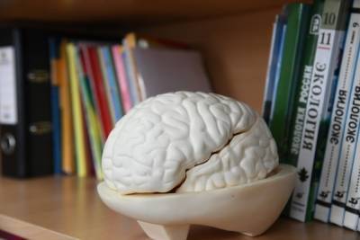 Ученые разработали устройство для эффективного изучения мозга