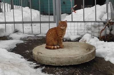 Из-за своего кота житель Хабаровского края стал жертвой мошенников