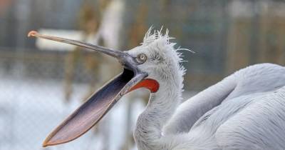 В Дагестане нашли 40 мертвых краснокнижных пеликанов