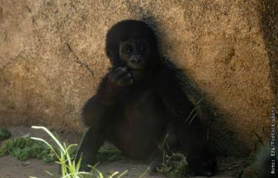 Пользователи Reddit инвестировали более 350 тыс. долларов в сохранение горилл