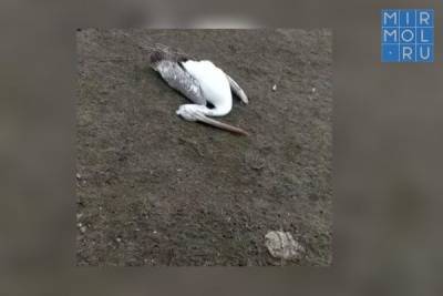 Экологи Дагестана зафиксировали гибель редких кудрявых пеликанов