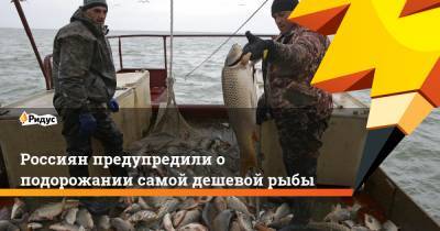 Россиян предупредили о подорожании самой дешевой рыбы