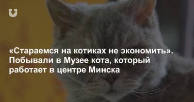 «Стараемся на котиках не экономить». Побывали в Музее кота, который работает в центре Минска