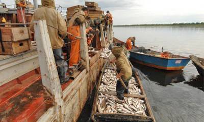 Рыбаки предупредили о масштабных сбоях в добыче самой дешевой рыбы