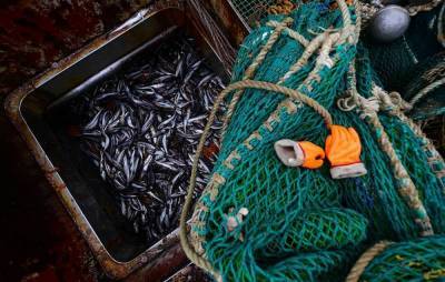 Самая дешевая рыба в России может подорожать