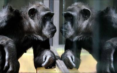 В зоопарках Чехии во время карантина устраивают видеоконференции между шимпанзе