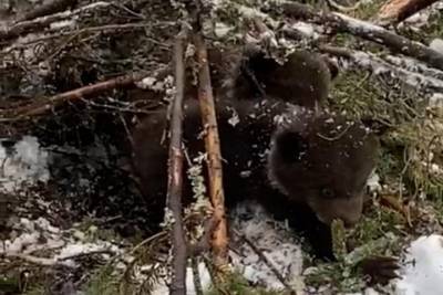 Лесорубы в Вяртсиля испугали медведицу, но спасли медвежат