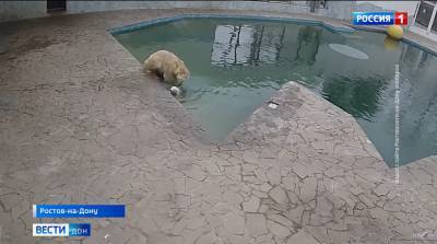В зоопарке Ростова Комета в первый раз разрешила своему медвежонку искупаться в бассейне