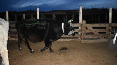В Туве заметили светящихся коров