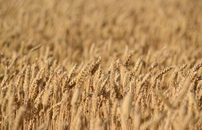 Тунис готов покупать больше украинского зерна: что для этого нужно сделать
