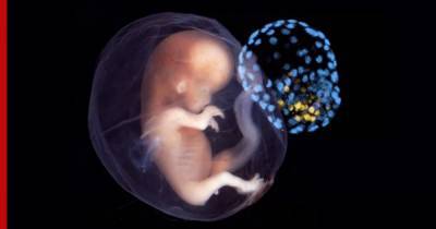 Ученые впервые вырастили модель эмбриона человека из клеток кожи