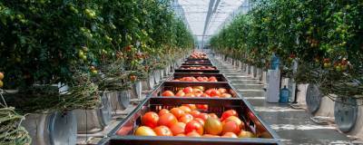 В Подмосковье с начала года тепличные хозяйства собрали более 25 тонн урожая