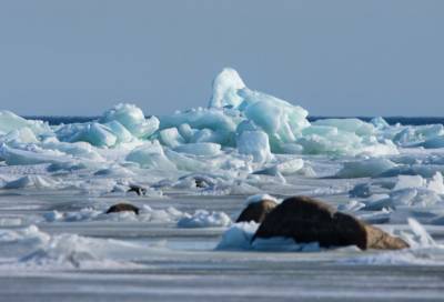 В сети появились фотографии мартовских торосов в Финском заливе