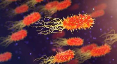 Найдены бактерии, с которыми иммунная система человека раньше никогда не сталкивалась