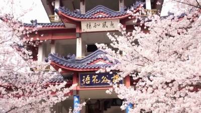 В Китае в разгаре сезон цветения сакуры