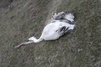 В Дагестане обнаружили около 40 мертвых краснокнижных пеликанов