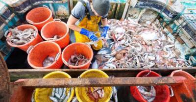В Приморье ответили на сообщения о возможных сбоях в добыче самой дешёвой рыбы в стране