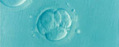 В Австралии из клеток кожи вырастили модель эмбриона человека