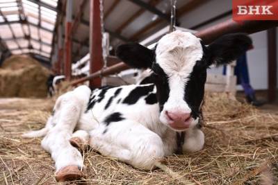 В Коми запустят новые молочные фермы
