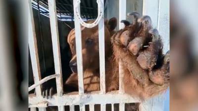 Видео из Сети. На башкирской ферме сняли на видео дружелюбного медведя