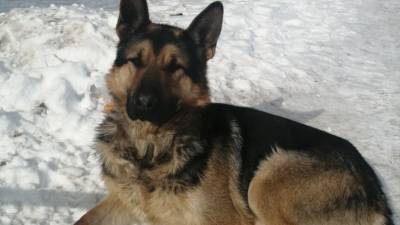 Тюменские волонтёры спасли пса с огнестрельным ранением