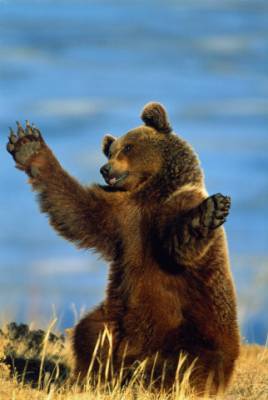 МВД: Гулявшую по Нижневартовску медведицу купили для рекламы гостиницы