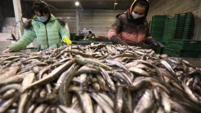 В Росрыболовстве опровергли сообщения о повышении цен на рыбу из-за дефицита