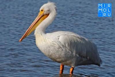 В Дагестане проводится проверка по факту гибели краснокнижных пеликанов
