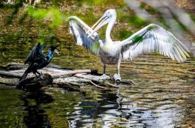 Четыре десятка краснокнижных пеликанов найдены мертвыми в Дагестане