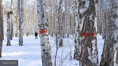 Деревья раздора: экоактивисты Екатеринбурга выступают против вырубки березовой рощи