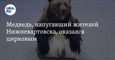 Медведь, напугавший жителей Нижневартовска, оказался цирковым