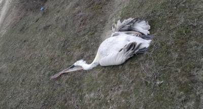 В Дагестане массово умирают пеликаны и тюлени