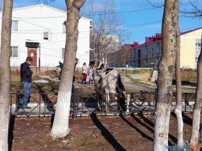 Сахалинские депутаты проиграли охинским коровам бой, но не войну