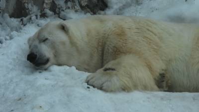 Обитатели российских зоопарков выходят из зимней спячки.