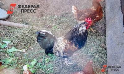 Когда птицефабрика «Боровская» уберет свалку помета под Тюменью: ответ Россельхознадзора