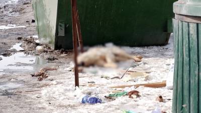 В Оренбурге неизвестные начали травить бездомных собак