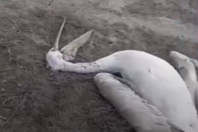 Причинами массовой гибели пеликанов в Дагестане заинтересовались Следственный комитет и прокуратура