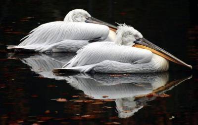 Экологи не обнаружили признаков насильственной смерти пеликанов в Дагестане
