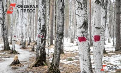 В Красноярске экс-глава лесничества спилил лес на несколько миллионов
