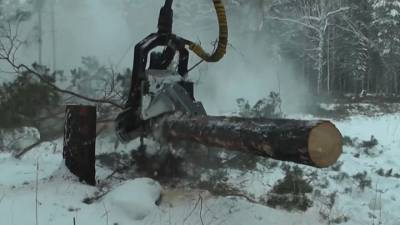В сговоре с лесниками в Красноярском крае срубили 1,5 тысячи деревьев