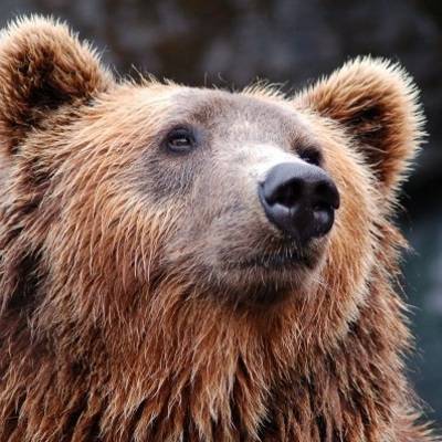 В Нижневаторске хозяин медведицы купил ее для привлечения людей в отель