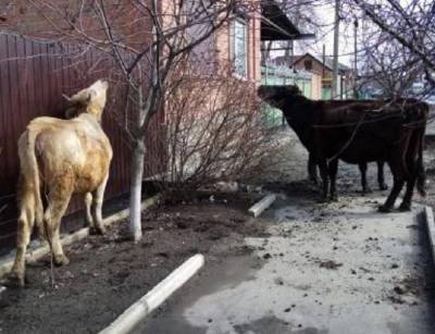 Три бездомные коровы терроризируют жителей Батайска