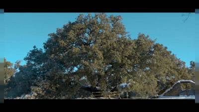 Испанский дуб - победитель конкурса "Дерево Европы-2021"